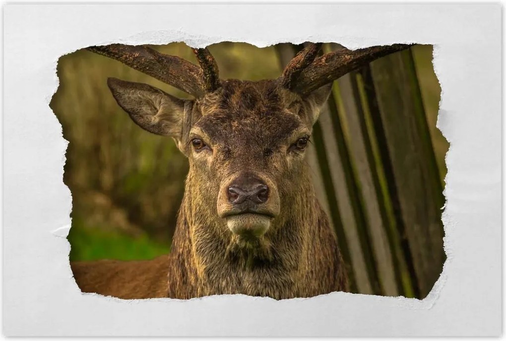 Poszterek 120x80 Szarvas tekintet