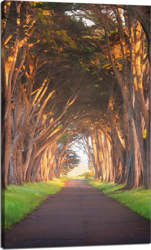 Vászonkép Út a fák között Természet 60x100 cm