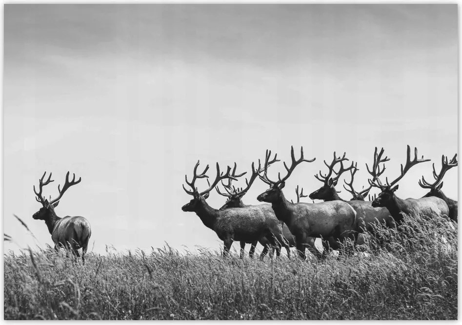 Fotótapéta flizelina 416x290 Szarvascsorda