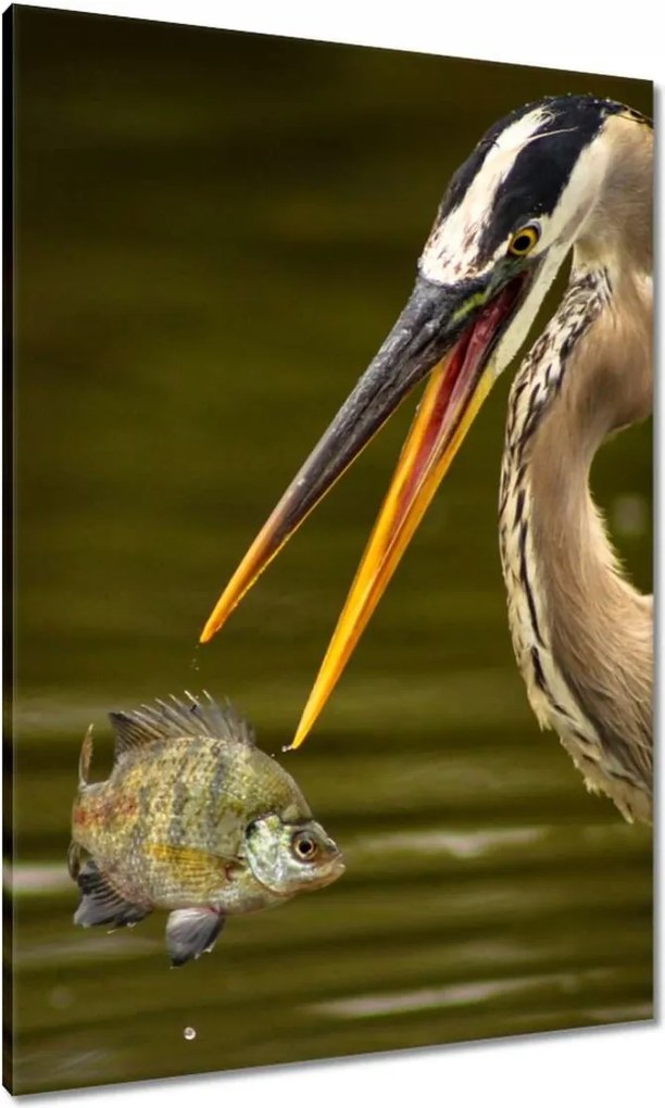 Vászonkép 70x100 Kalapos madár Tájkép Kilátás