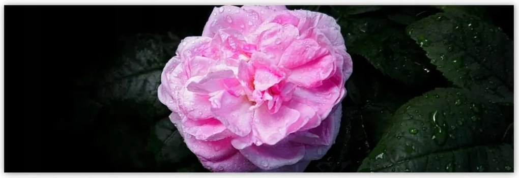 Poszterek 200x66 Rózsaszín bazsarózsa cseppekkel