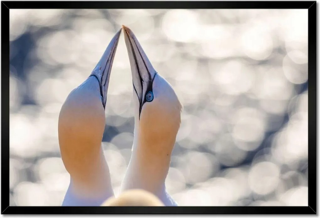 Poszterek keretben 60x40 Madarak