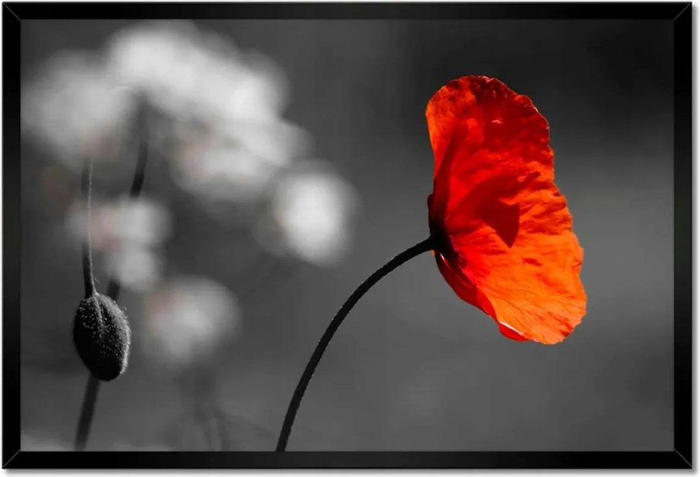 Poszterek keretben 60x40 Virágzó piros pipacs