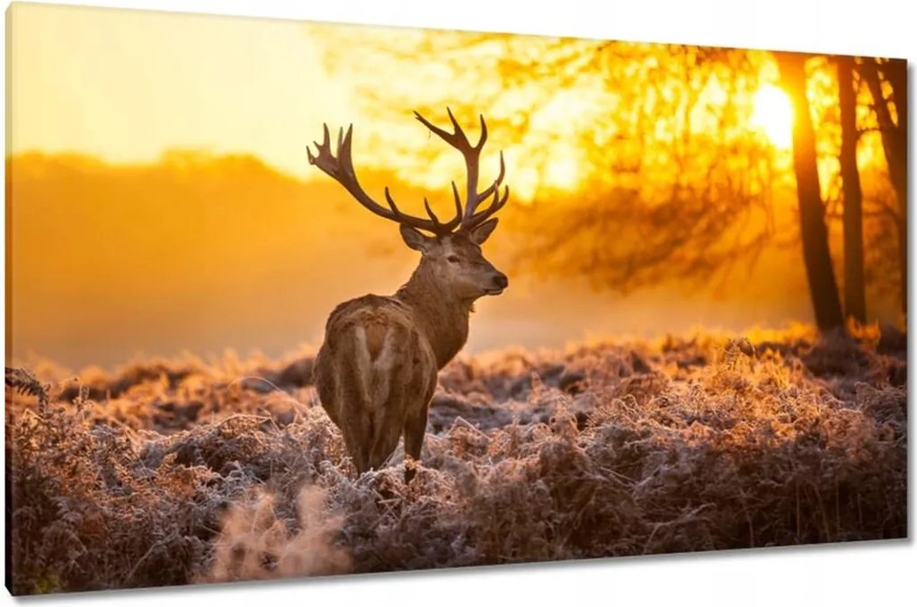 Vászonkép 120x70 Szarvas napfelkeltekor