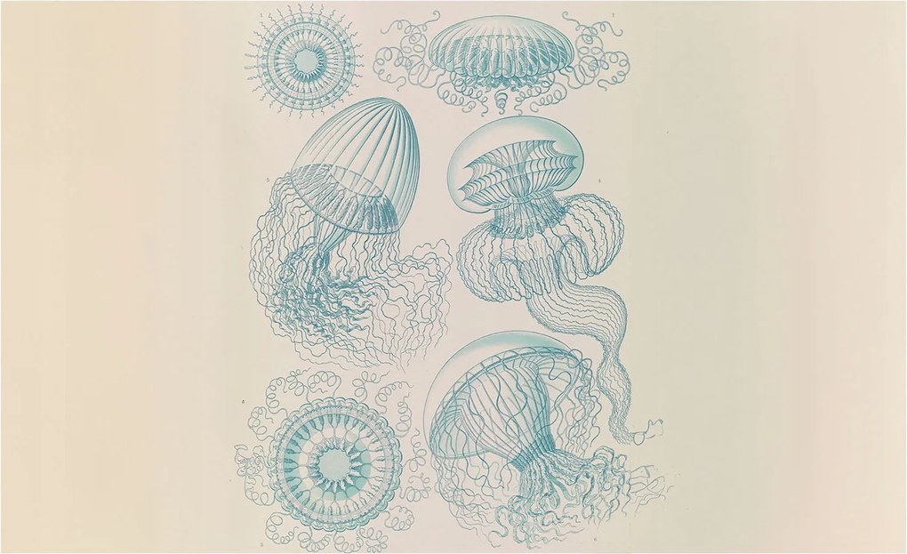 Fotótapéta Flizelina Nappali és Hálószoba Tengeri medúzák 416x254 Ragasztó