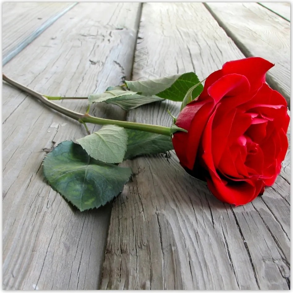 Fotótapéta flizelina 312x312 Vörös rózsa