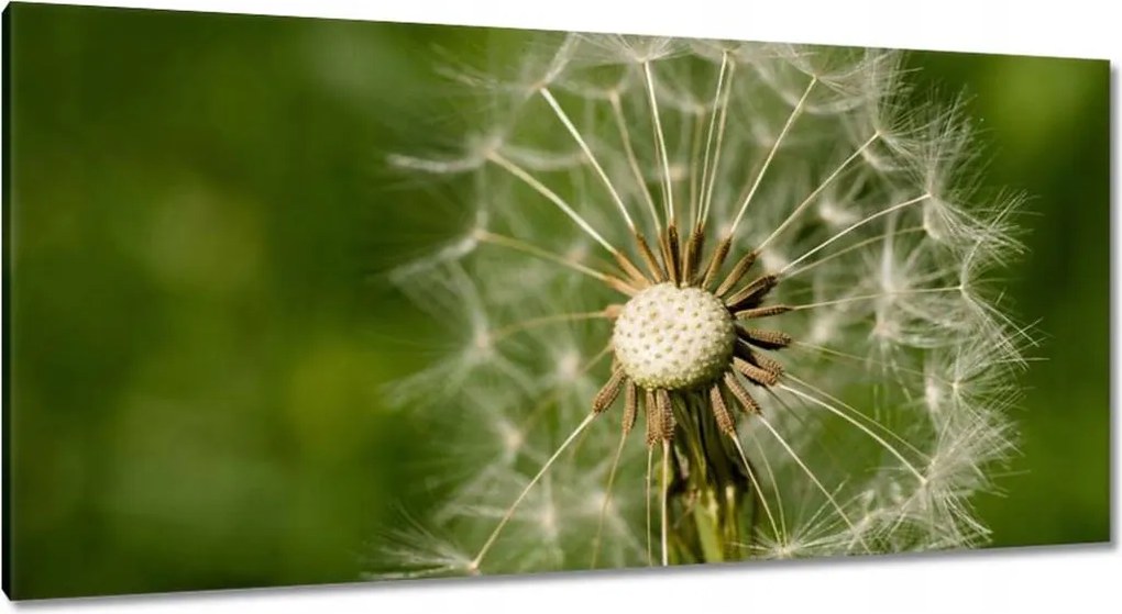 Vászonkép 115x55 Pitypang Virág Virágok