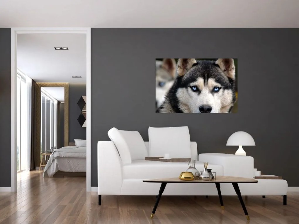 Husky kutya kép (90x60 cm)