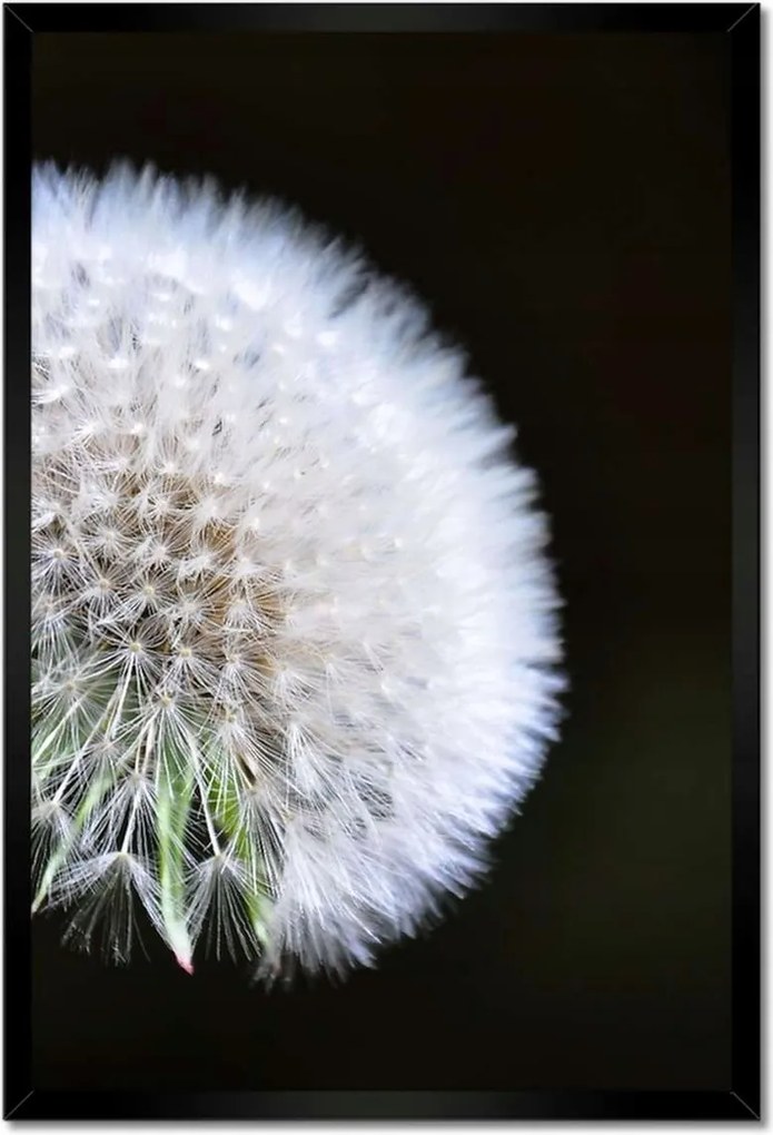 Poszterek keretben 40x60 Pitypang Virág Virágok