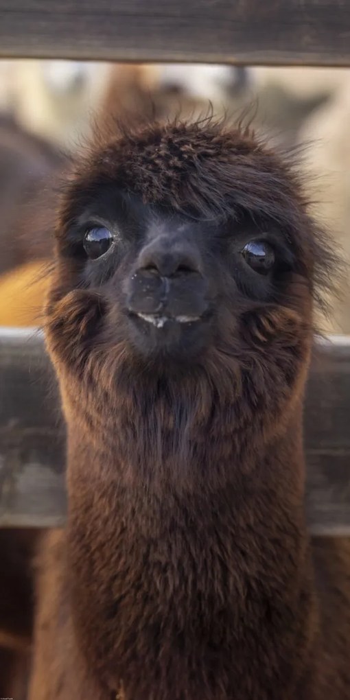 Poszter 50x100cm Alpaka, Assaf Frank