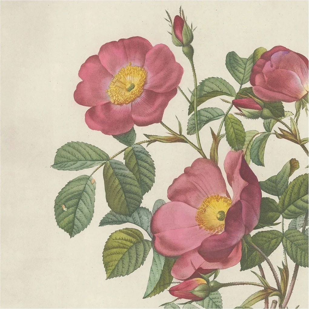 Flizelin tapéta falra Prémium rózsa motívum 250x250 Ragasztó