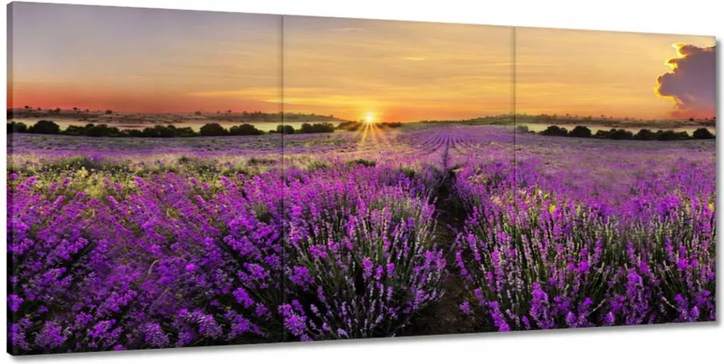 Képek 210x100 Levendula naplemente