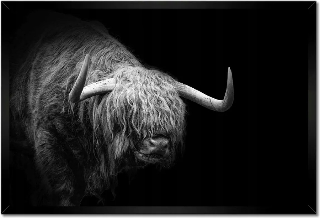 Poszter keretben 60x40 Skót tehén állat