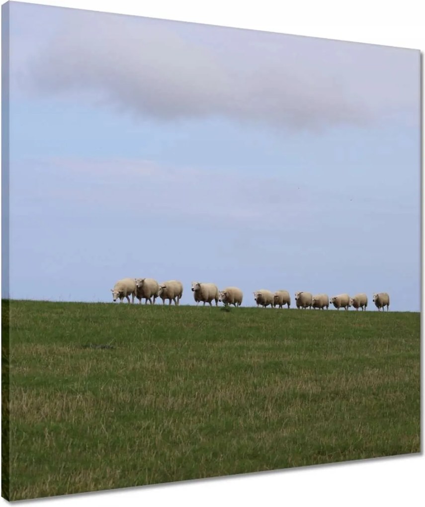 Vászonkép 50x50 Juh legeltetés Bárányok