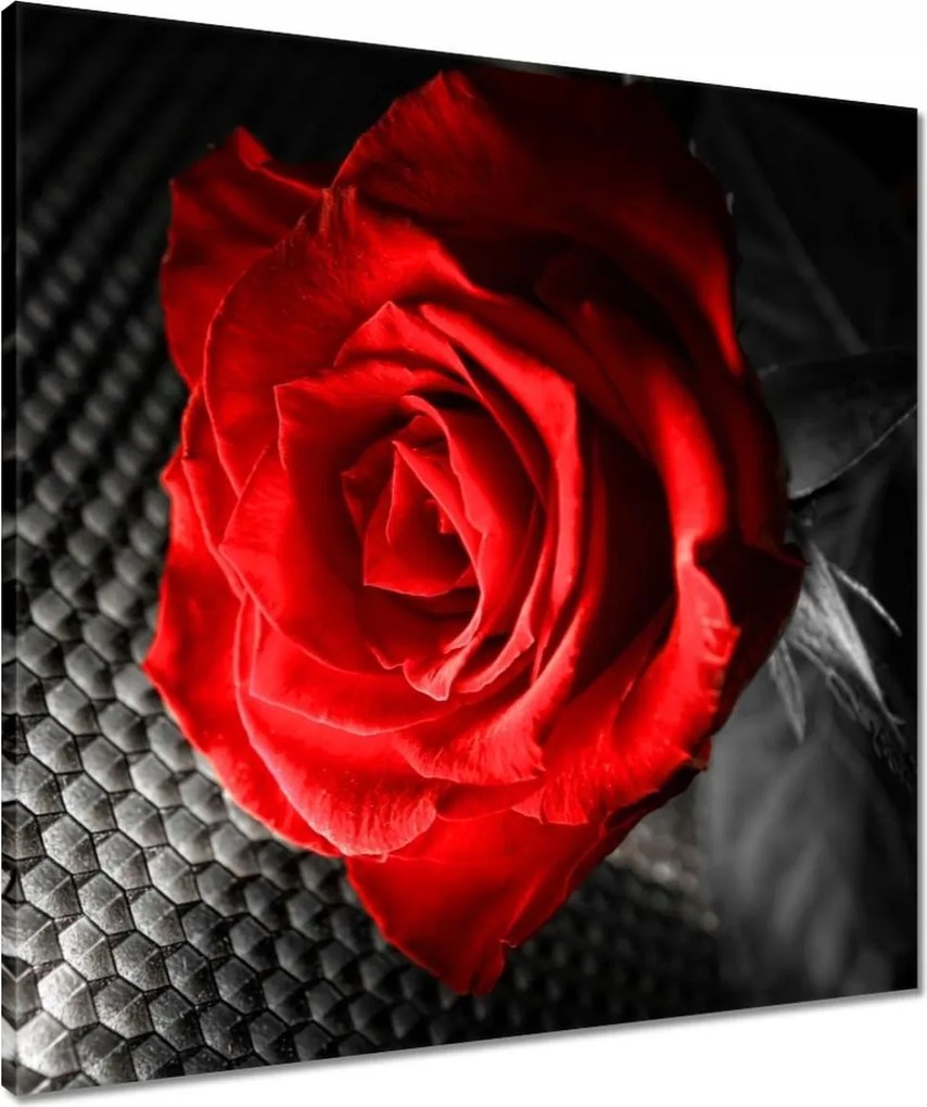 Vászonkép 60x60 Piros a szürkeség között