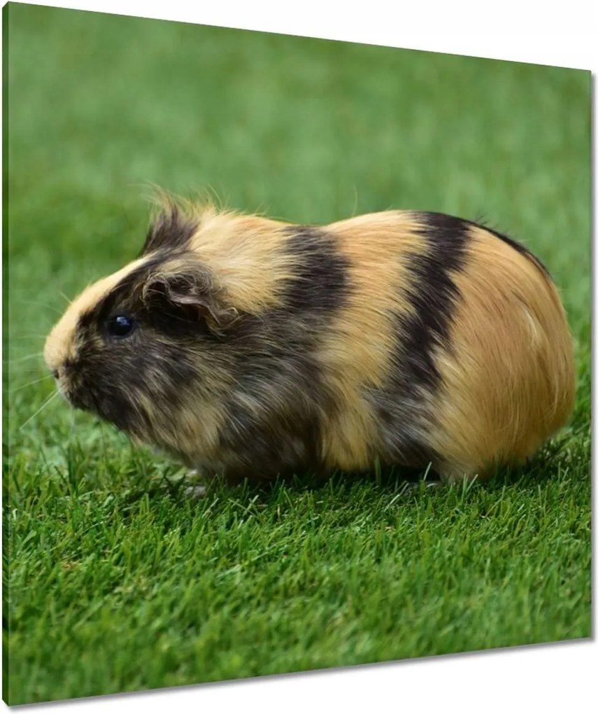 Vászonkép 90x90 Tengerimalac