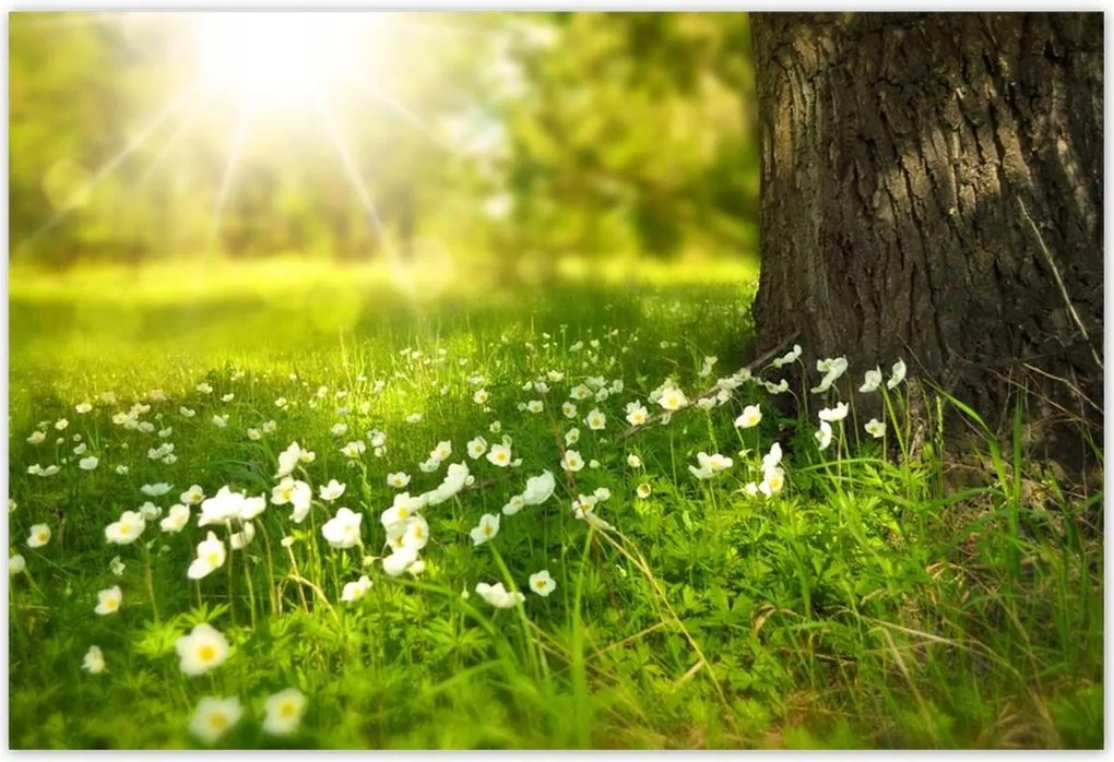 Poszterek 155x105 Sugár a réten