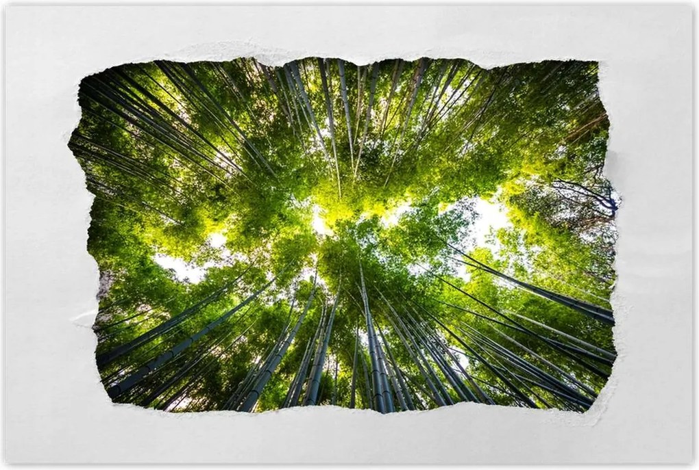 Poszterek 90x60 Bambusz trópusi erdő