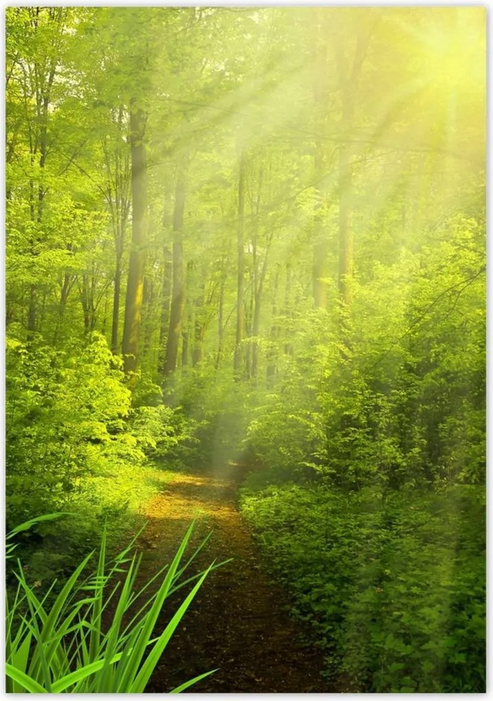 Poszterek 70x100 Varázslatos erdő Tájkép