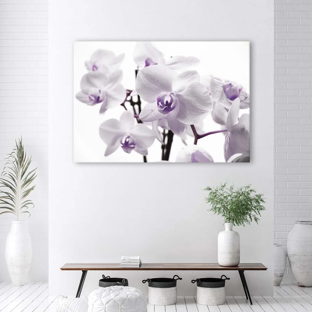 Gario Vászonkép Fehér és lila orchidea Méret: 100 x 70 cm