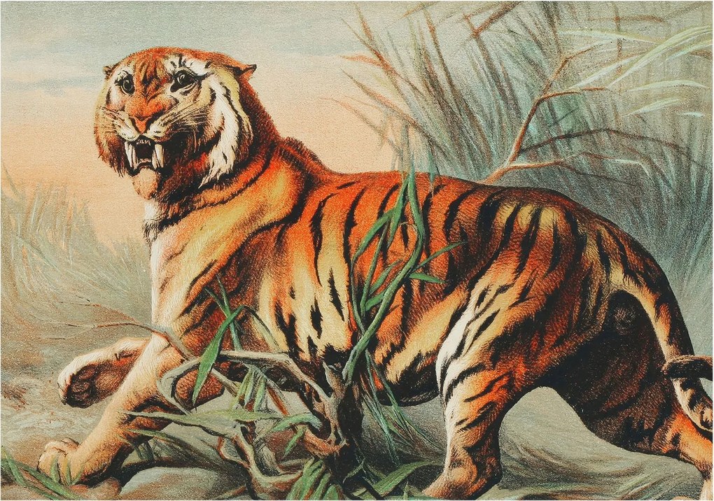 Dekoratív fotótapéta falra Könnyű összeszerelés Tigris természet 208x146 Ragasztó
