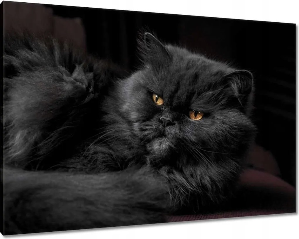 Vászonkép 100x70 Cica Cicák