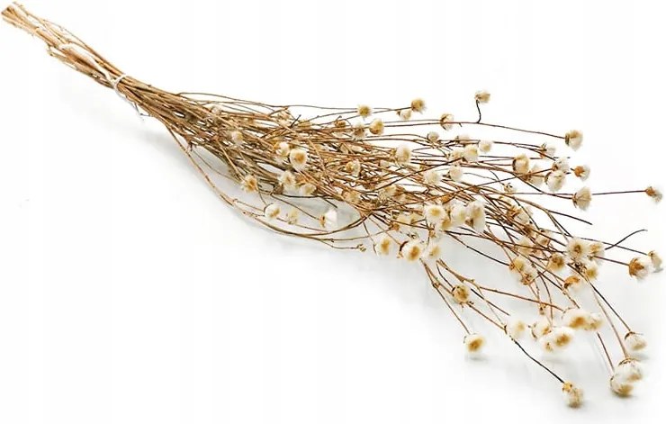 Szárított fehér búzavirág (Centaurea) szárított virágok