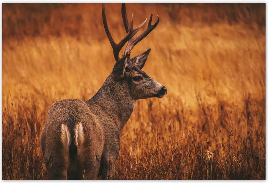 Poszterek 185x125 Szarvas a természetben Vadászat