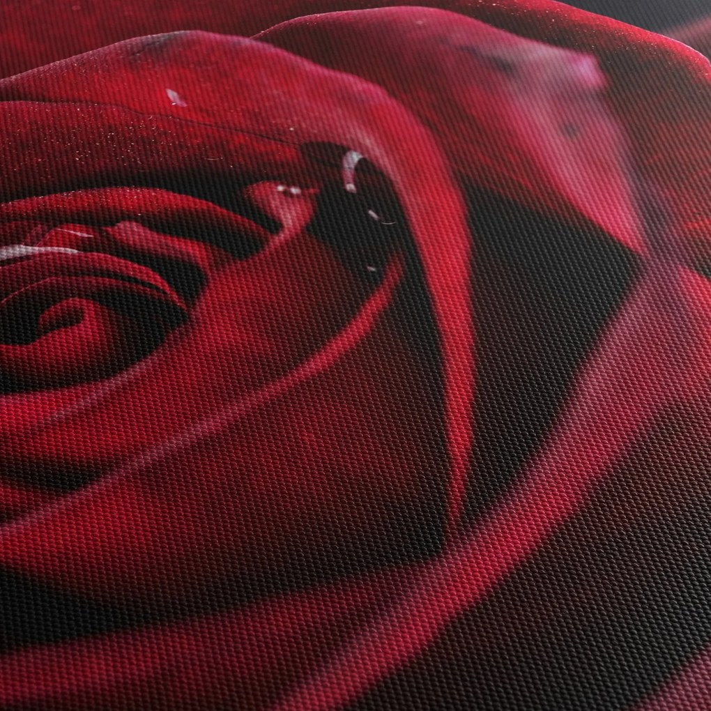 Kép - Vörös rózsa (120x50 cm)