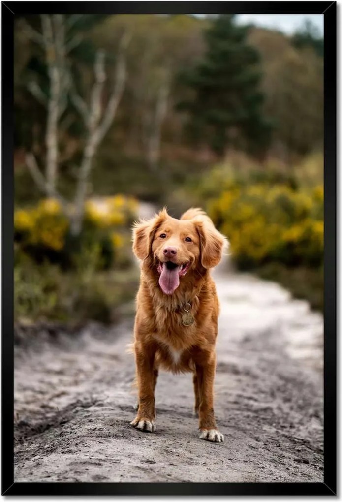 Poszterek keretben 40x60 Kutya Kutyák