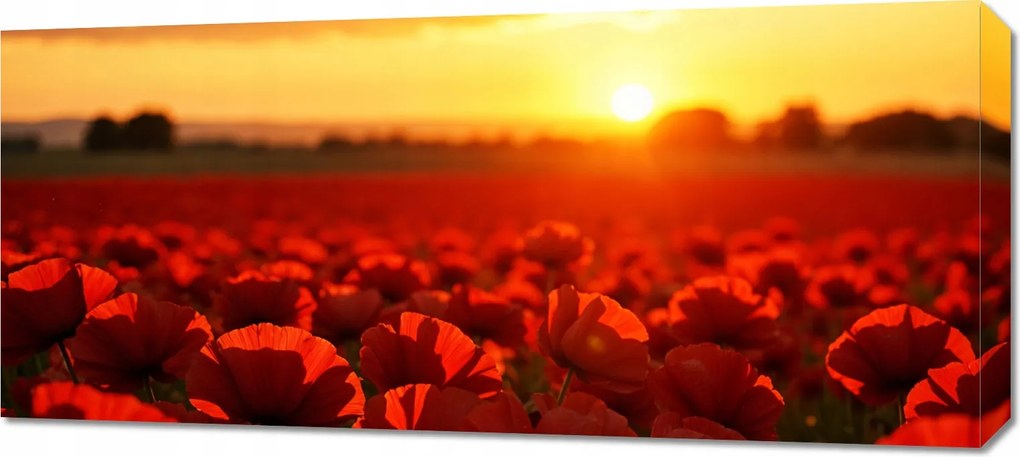 Vászonkép 90x40cm Hálószoba Nappaliba Panoráma Esti Pipacsok