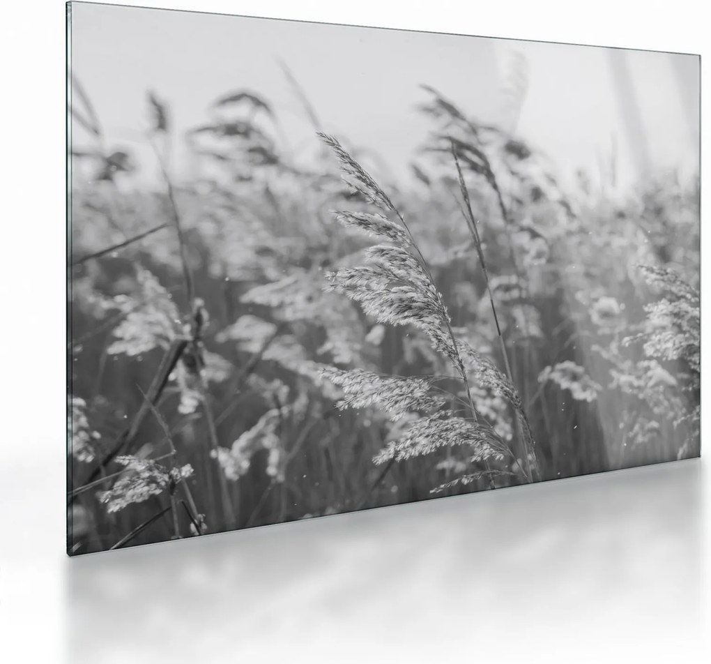 Üveg kép - Fű a szélben (70x50 cm)