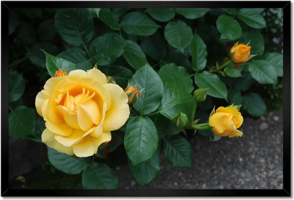 Poszter keretben 60x40 Sárga rózsa