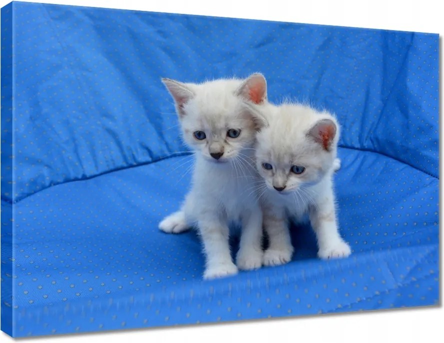 Vászonkép 70x50 Aranyos cicák Cicák