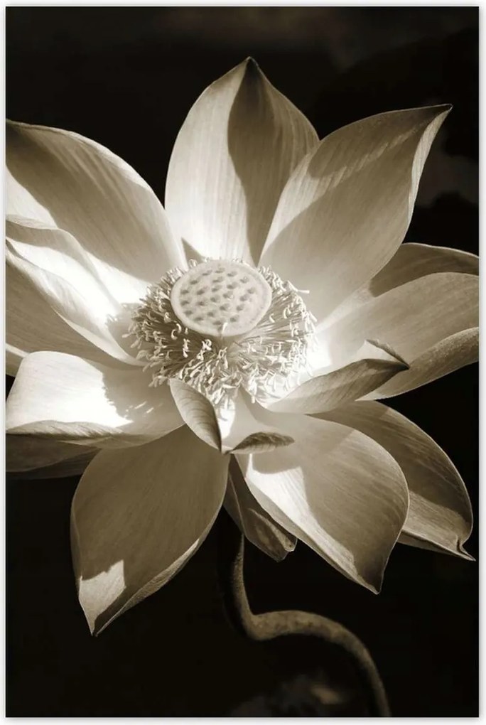 Poszterek 60x90 Lótusz Lótuszvirág