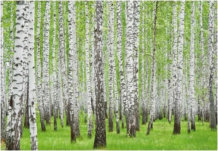 Fotótapéta Nyírfa Erdő Nyírfa Természet Fali Tapéta 368x254