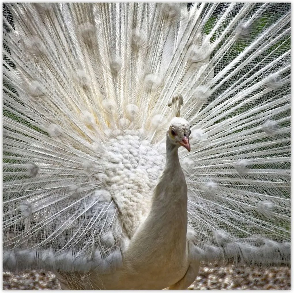 Poszterek 100x100 Madarak