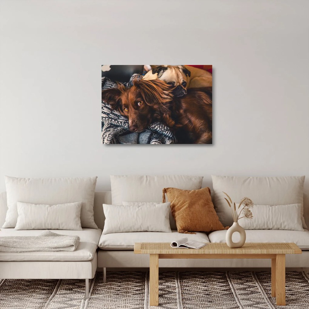 Egy kép fekvő kutyákról (üvegen) (70x50 cm)