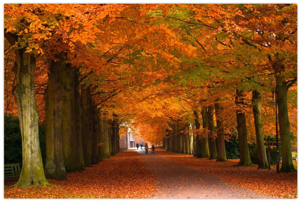 Kép - A Avenue of fák ősszel (90x60 cm)