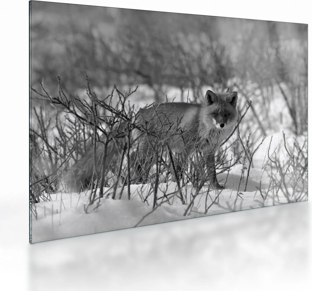 Üveg kép - Róka télen (70x50 cm)