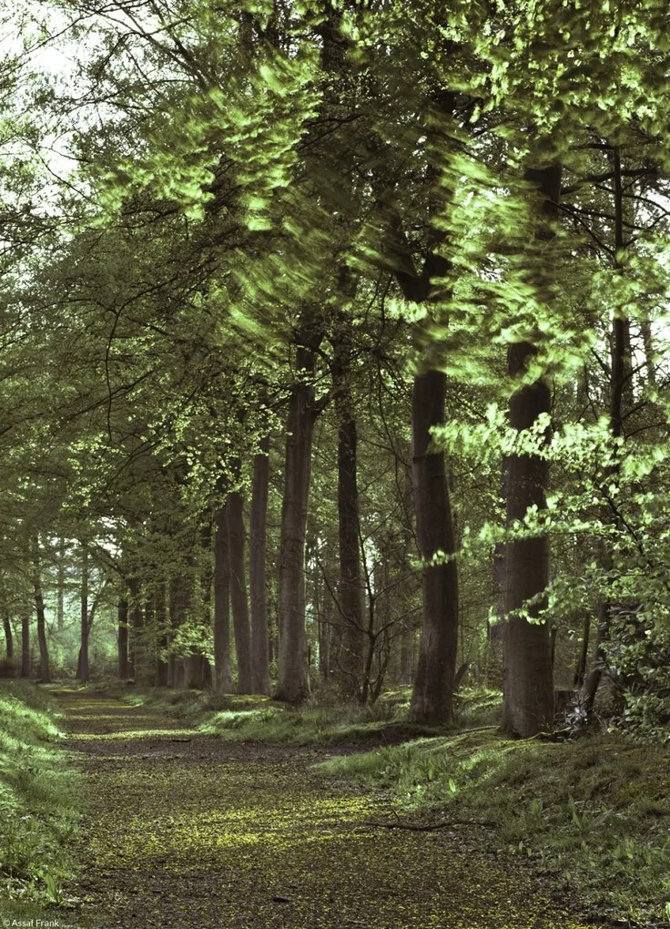 Poszter 20,5x28,4cm Tavaszi erdei ösvény 2, Assaf Frank