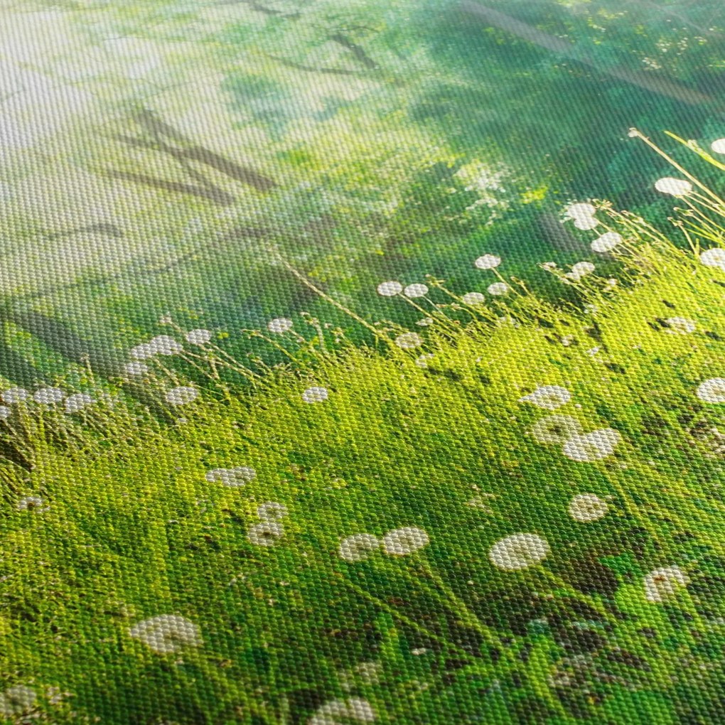Kép - Varázslatos rét tele pitypanggal (150x105 cm)