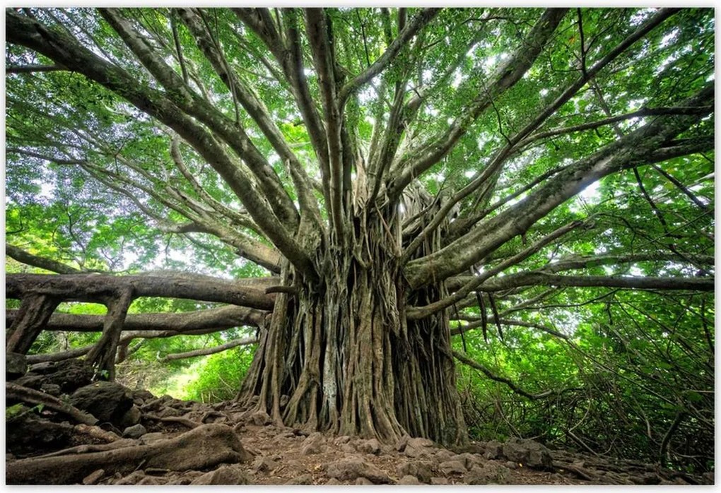 Poszterek 155x105 Fa Fák Kilátás