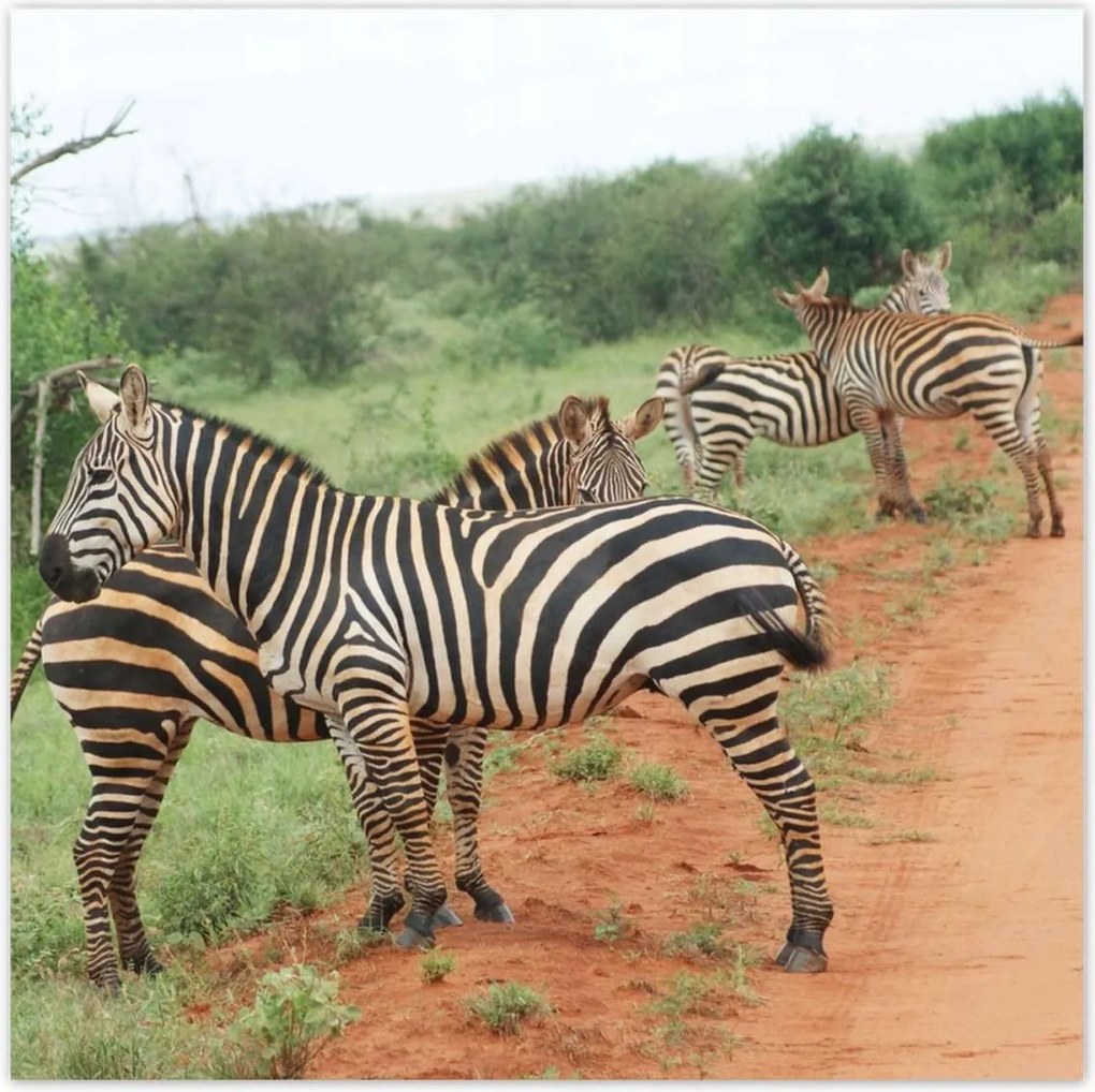 Poszterek 100x100 Zebra a szavannán