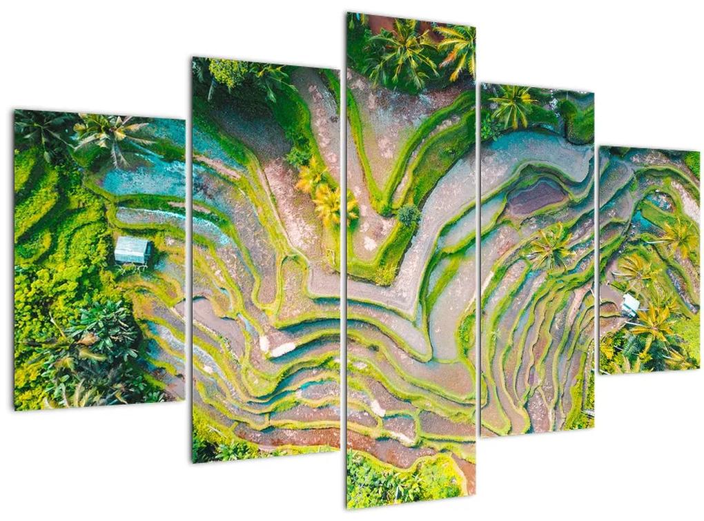 A rizsföldek képe madártávlatból (150x105 cm)