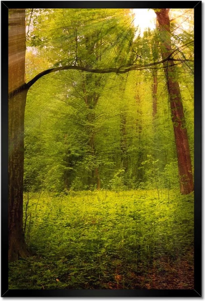 Poszterek keretben 40x60 Varázslatos erdő Tájkép