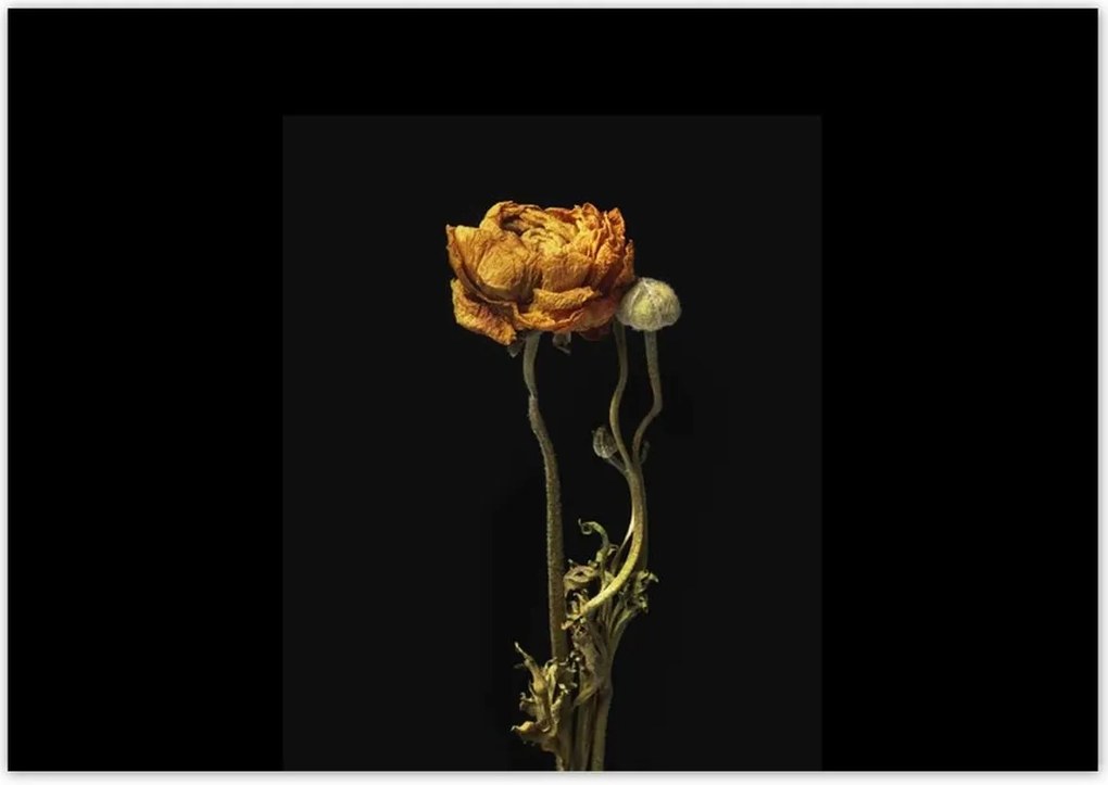 Poszterek 100x70 Szárított piros pipacs