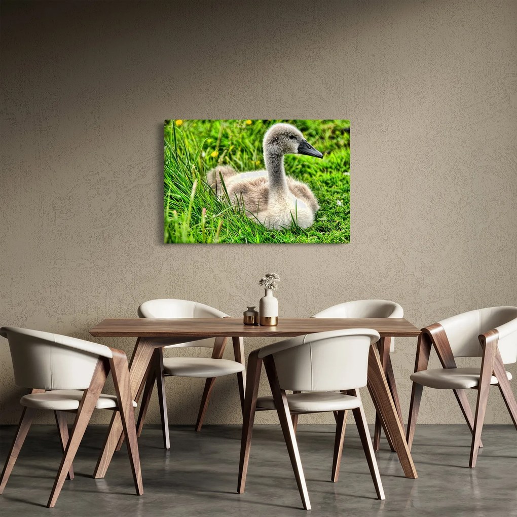 Kép - kis hattyú a fűben (90x60 cm)