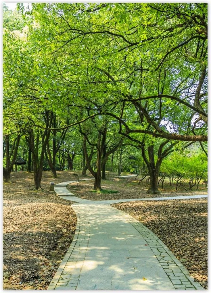 Poszterek 50x70 Zöld park úttal