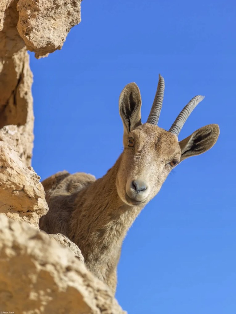 Poszter 30x40cm Ibex Nubiana 2, Assaf Frank